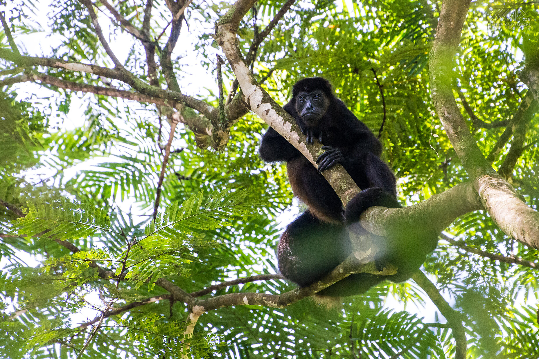 La Selva - Mantled howler monkey The mantled howler (alouatta palliata), or golden-mantled howling monkey is one of the largest Central American monkeys, and males can weigh up to 9.8 kg. They live in wooded areas such as mangroves and rainforests. These monkeys spends the majority of each day resting and sleeping. Males have an enlarged hyoid bone near the vocal cords and this is used to amplify the howler's calls, allowing it to locate other males without expending much energy.<br />
 Stefan Cruysberghs